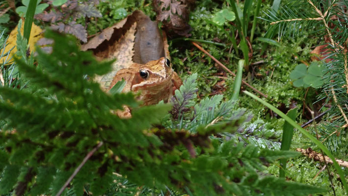 Bild: Ein Frosch!