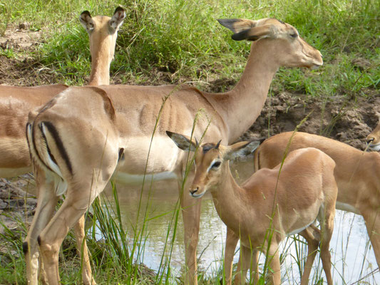 Impala