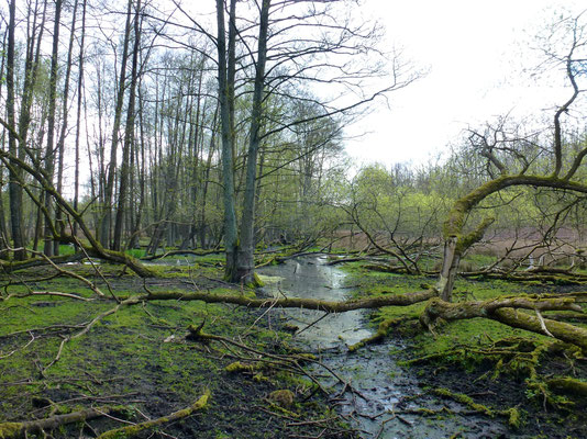 Bild: Wasser und Wald