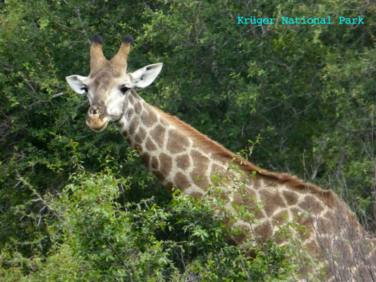 Giraffe