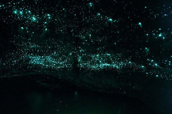 Bild: Die Glowworms in den Höhlen von Waitomo