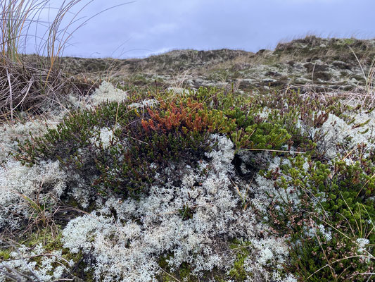 Bild: Nationalpark Thy