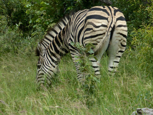 Zebra