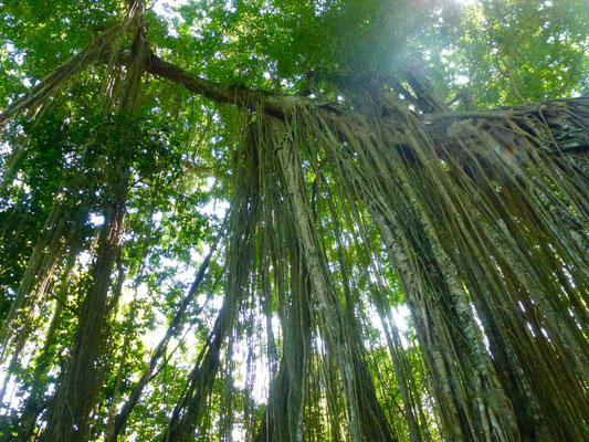 Bild: Monkey Forest