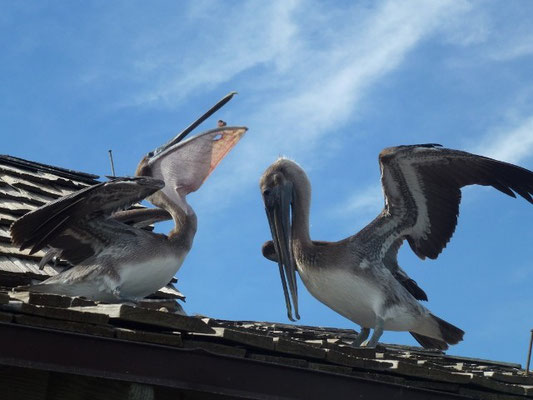 Pelicans