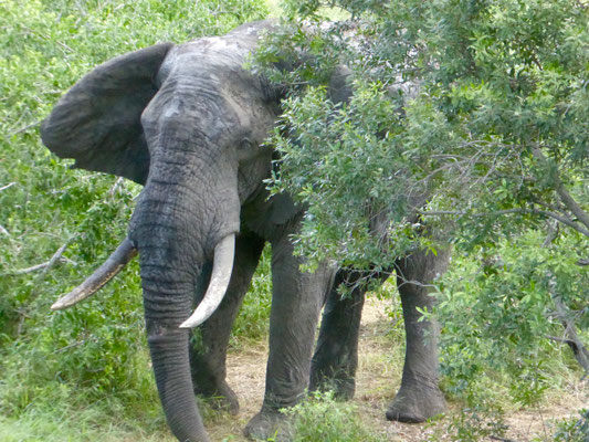 Elefant