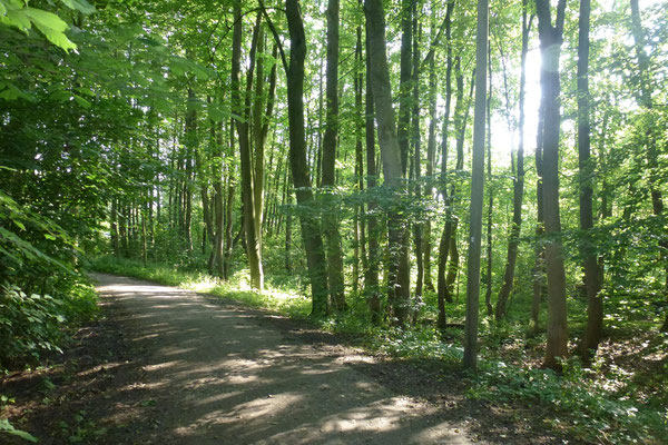 Wanderweg an der Wandte