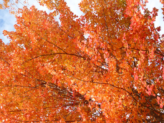 Bild: Indian Summer im Acadia Nationalpark in Canada