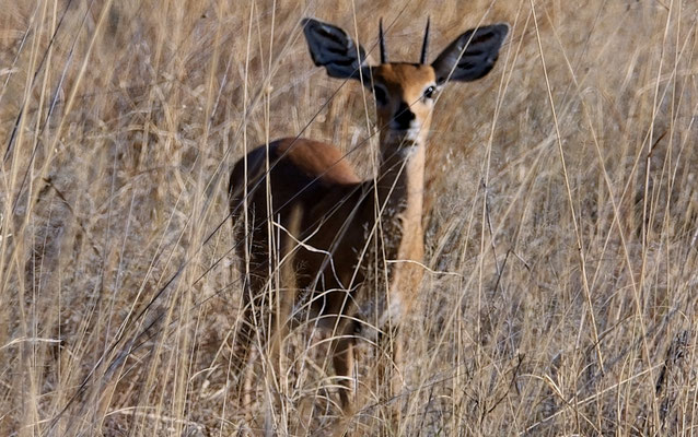 Bild: Kudu