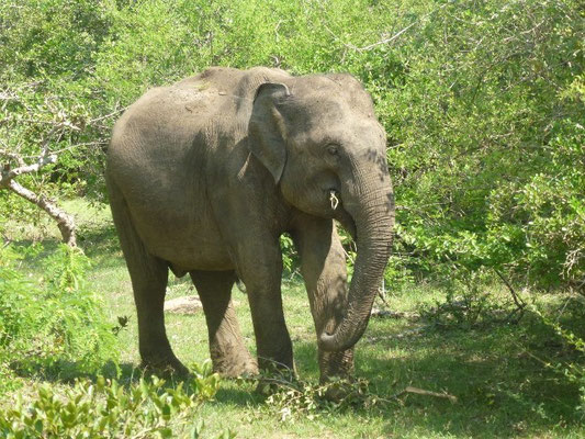 Bild: Elephant