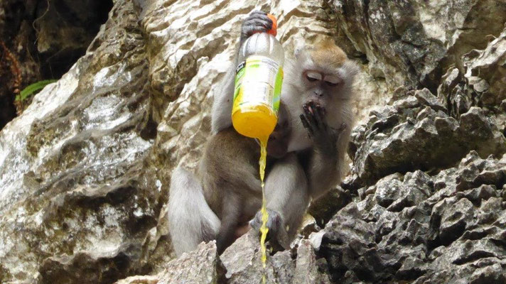 Bild: Ein Affe macht sich über eine geklaute Getränkeflasche her.