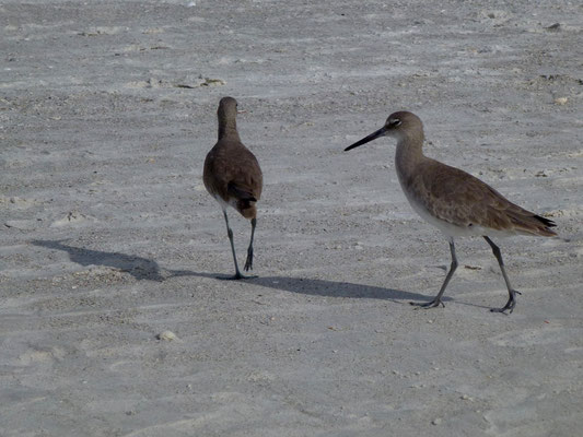 Bild: Vögel am Strand