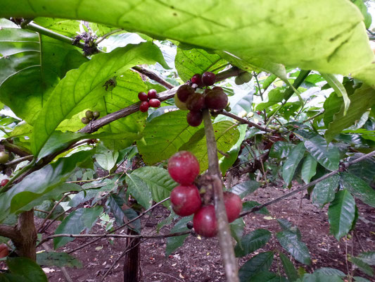 Bild: Frische Kaffeebohnen
