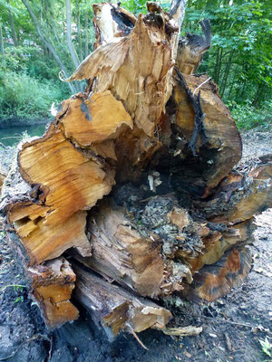 Altes Holz