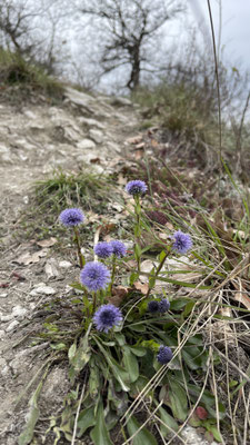 Blaue Kugelblume