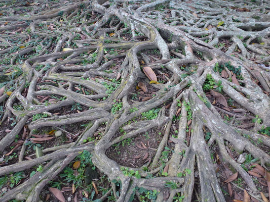 Bild: Wurzeln eines Baumes