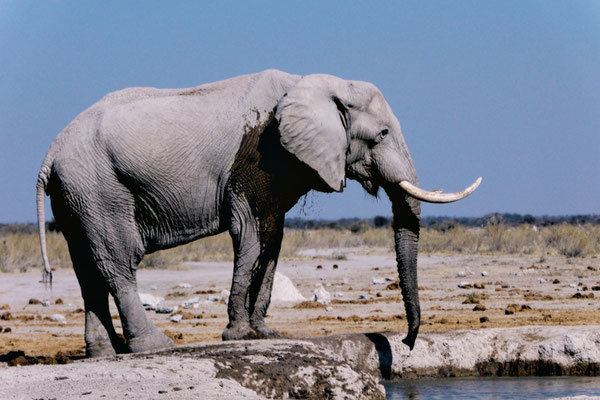 Bild: Elephant