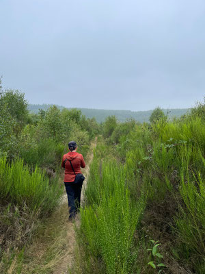 Bild: Wanderung Nähe Hives