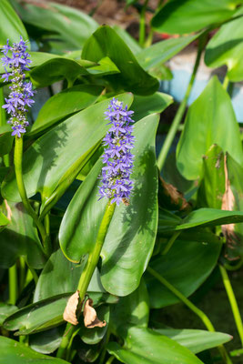 Bild: Blaue Pflanze