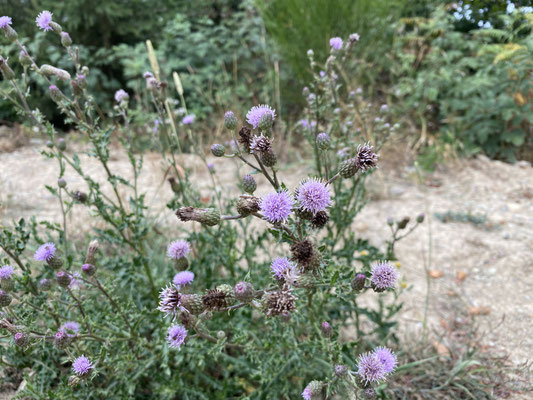 Bild: Wanderung Nähe Hives