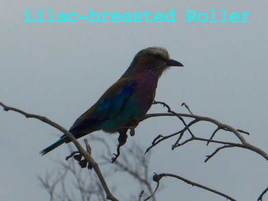 Lyle-breasted color bird