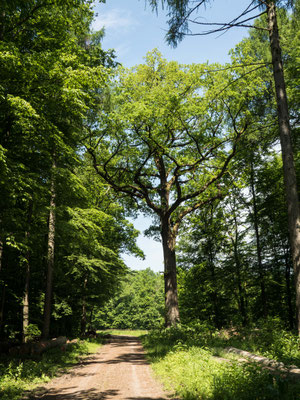 Bild: Wanderung von Zorge nach Wolkenried - Foto 4