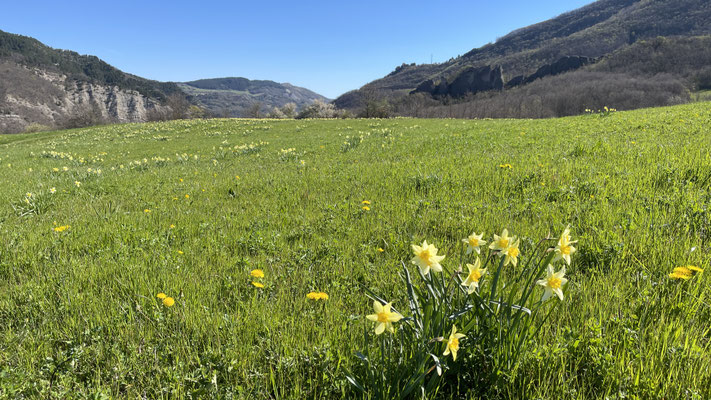 Verwilderte Osterglocken