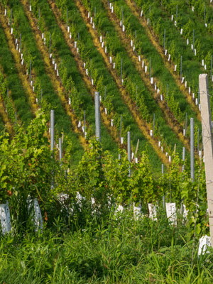 Weinberge