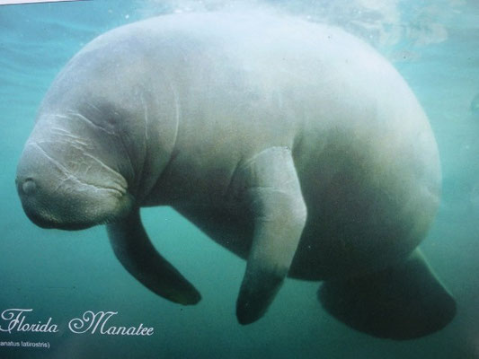 Bild: Manatee