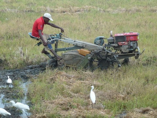 Ein Bauer in Sri Lanka pflügt den Acker