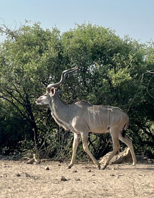 Bild: Gnu