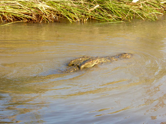 Bild: Krokodil auf unserer Hippo und Croc Cruise Tour in  St. Lucia 