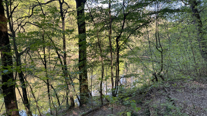 Parco Boschi