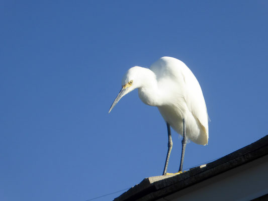 Bild: Schneereiher