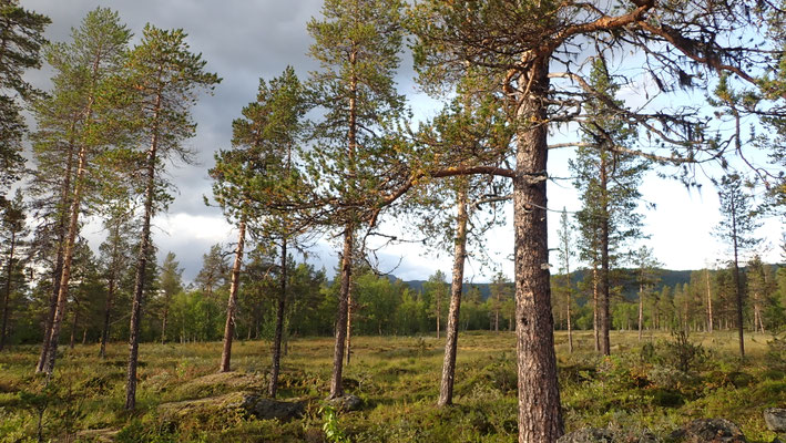 Bild: Übernachtungsplatz Vindelfjäll 