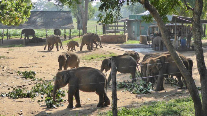 Bild: Elefanten im Waisenhaus