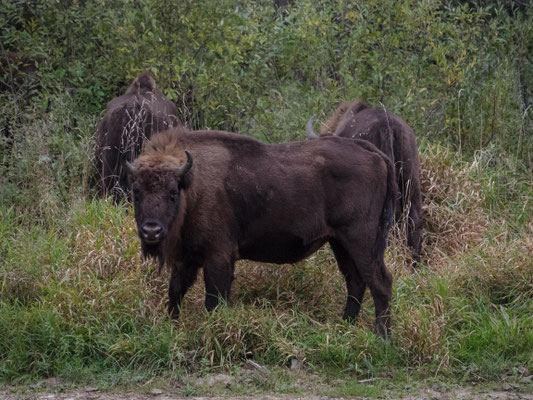 Bild: Ein Wisent schaut uns furchterregend an
