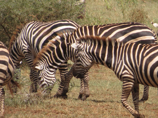 Bild: Zebras