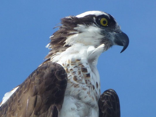 Osprey