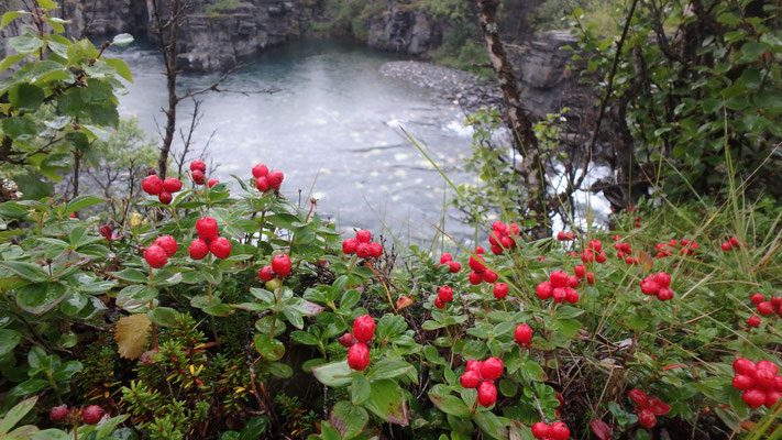 Bild: Abisko Nationalpark Schwedischer Hartriegel