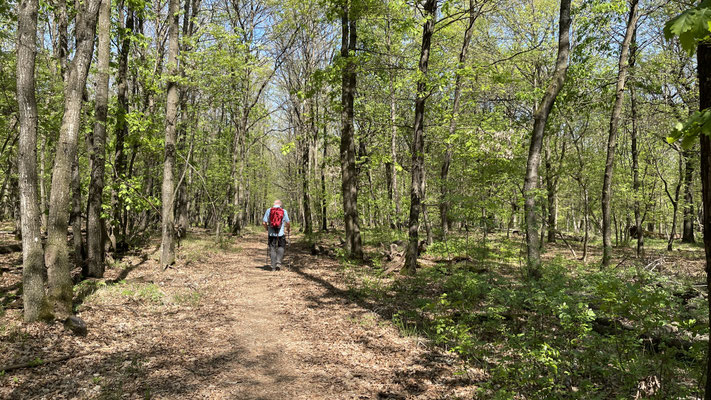 Parco Boschi