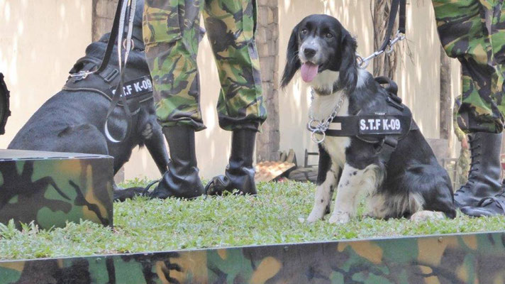 Bild: Militärparade zur Unabhängigkeitsfeier in Colombo