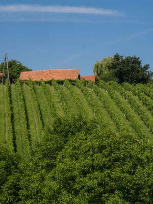 Weinreben 