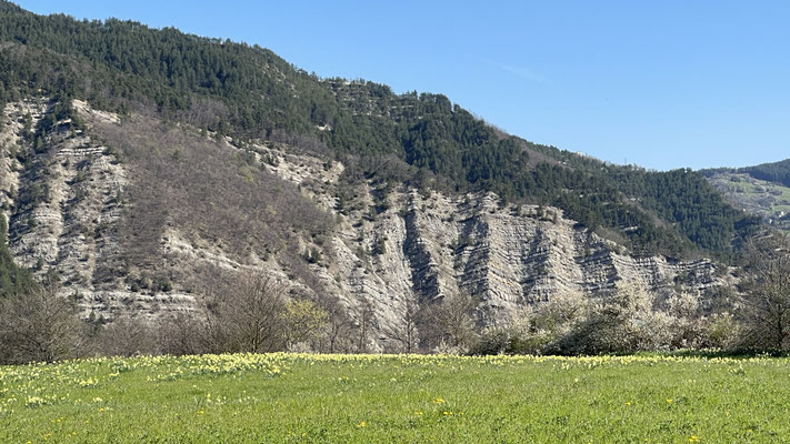Feld von Osterglocken vor den Bergen