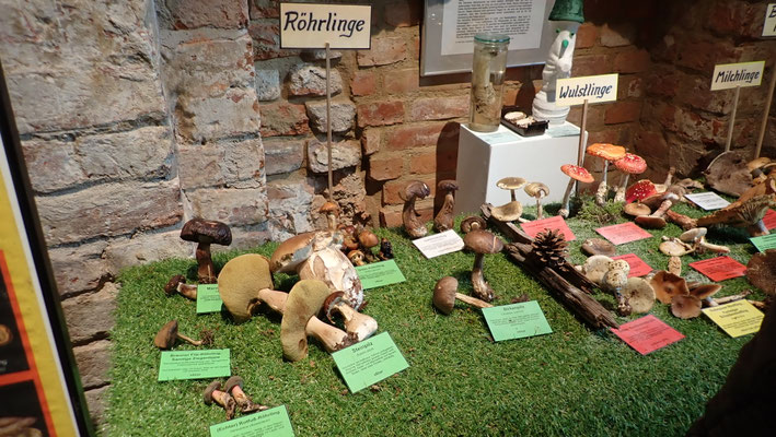 Pilzausstellung