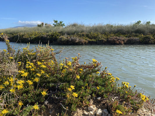 Saline Culcasi