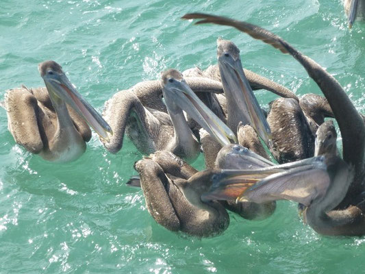 Fighting for a fish