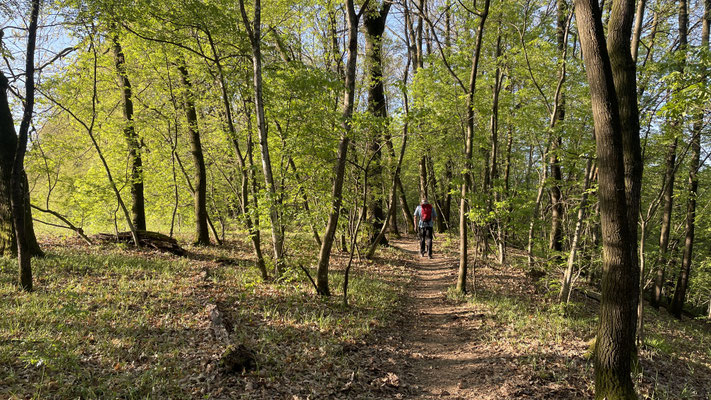 Parco Boschi