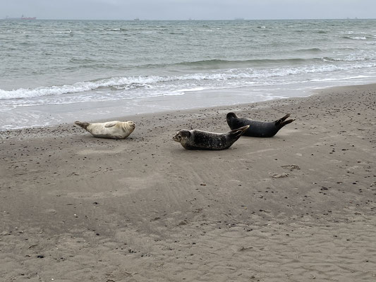 Robben, Skagen Grenen