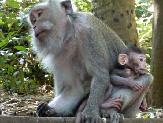 Bild:  Affe